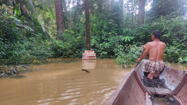 Logging still threatens Bornean forest…
