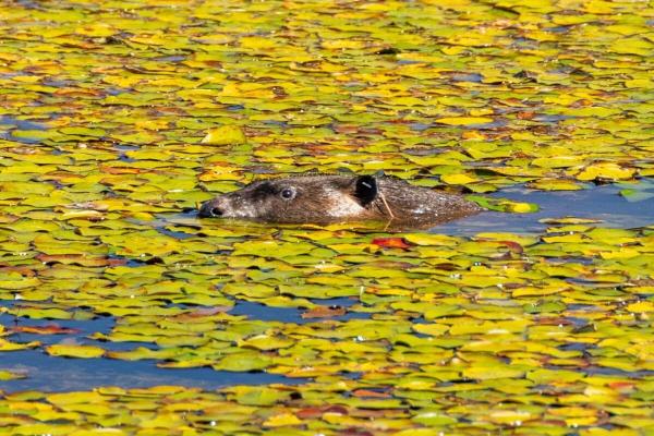 When does beaver reintroduction make sense?