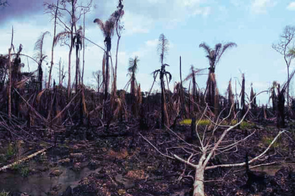 Ogoni Women Restore Mangroves in Niger…