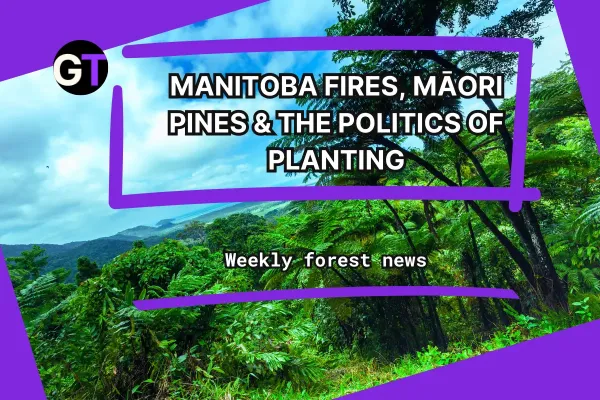 Manitoba Fires, Māori Pines & the…