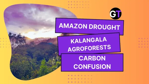 Amazon Drought, Kalangala Agroforests…