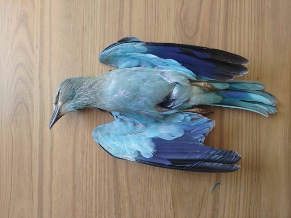 Hunters reportedly kill hundreds of&hellip;