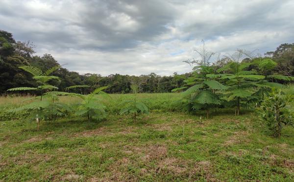 Dark earth: Ancient Amazonian soil can…