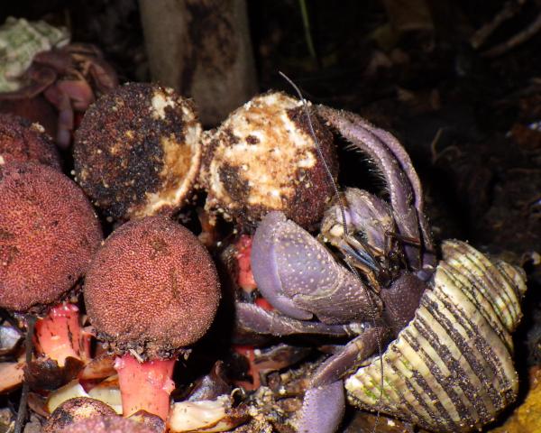 Hermit crabs and cockroaches emerge as&hellip;