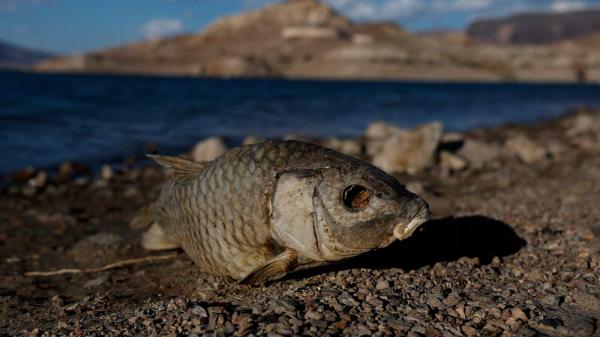 Scientists link fossil fuel producers to…