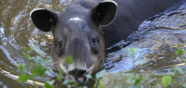 Deforestation climbs in Central&hellip;
