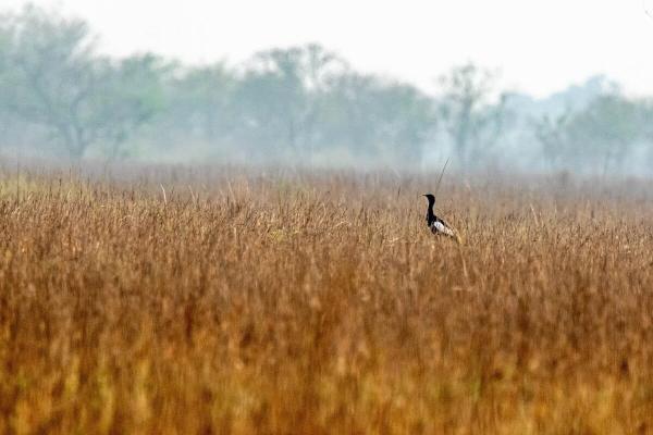 Nepal looks to Cambodia’s breeding…