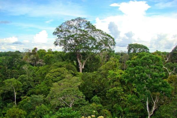 Why are Amazonian trees getting…