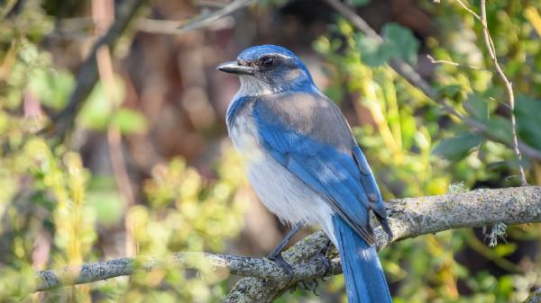 In California’s redwoods, scientists&hellip;