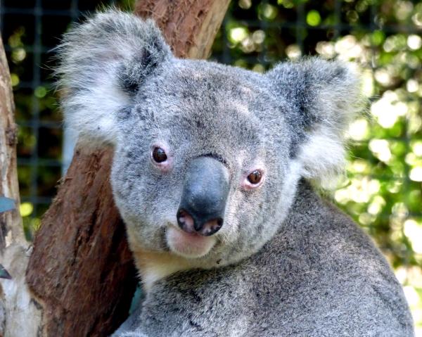 Australia has the money to protect&hellip;