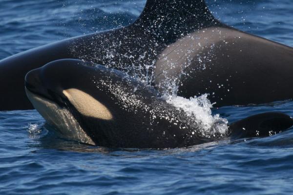 Iberian orcas sink sailboat in latest…