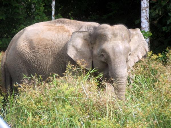 Elephants adjust what they eat in&hellip;