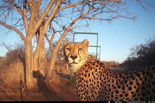 South Africa’s free-roaming cheetahs…