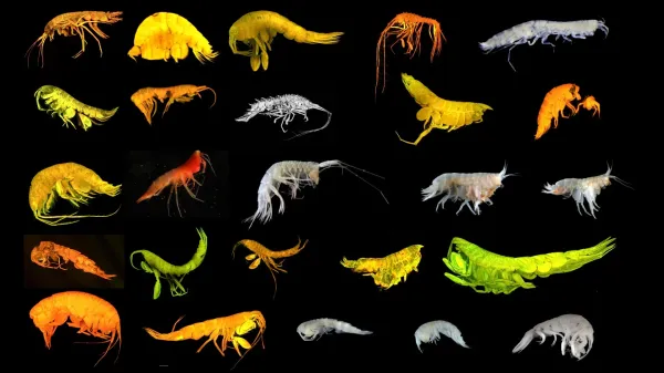 photo of 24 new deep-sea species found including a rare new branch of life image