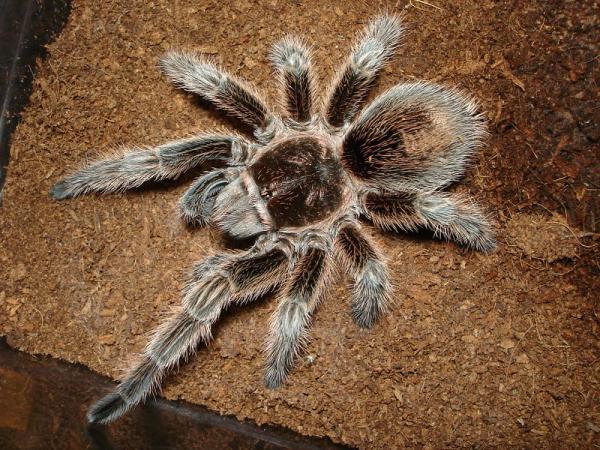 Study reveals surge in illegal arachnid…