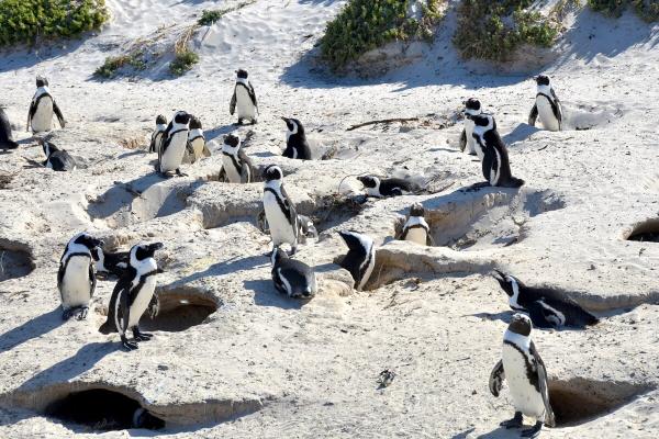 photo of Conservationists, fishing industry find balance on protecting African penguins image