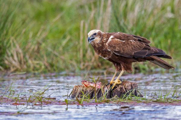 To save Europe’s raptors,&hellip;