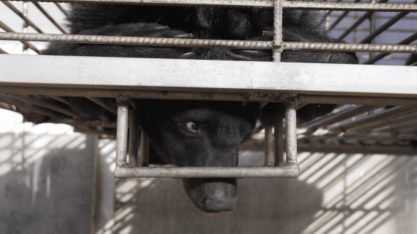 27 Moon Bears rescued from illegal Laos bile farm