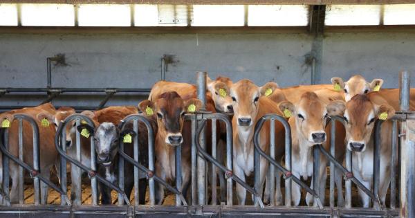 A million tiny cows