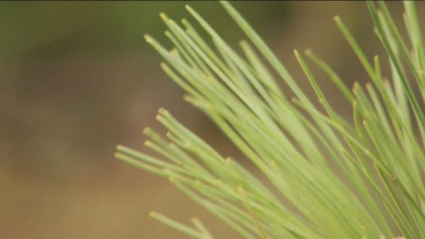Pine needles might be the key to…
