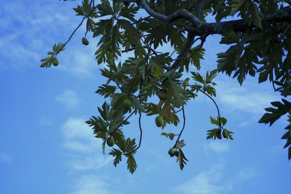 Can This Tree Still Save Us? In Some…