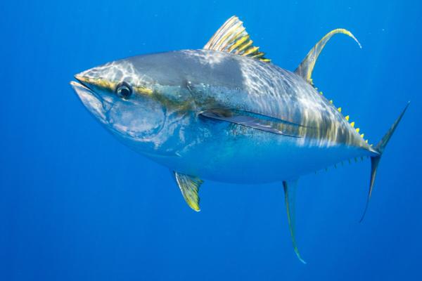 Study finds signs of tuna abundance…