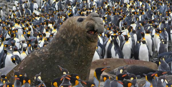 Southern elephant seals recover in&hellip;