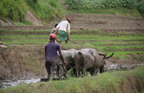 How Sri Lanka’s heirloom rice can…