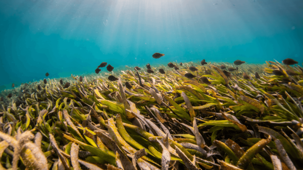 Seagrass meadows may offer coastal&hellip;