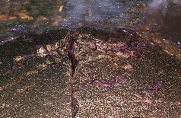 Behind Sri Lanka’s ‘fish rain’…