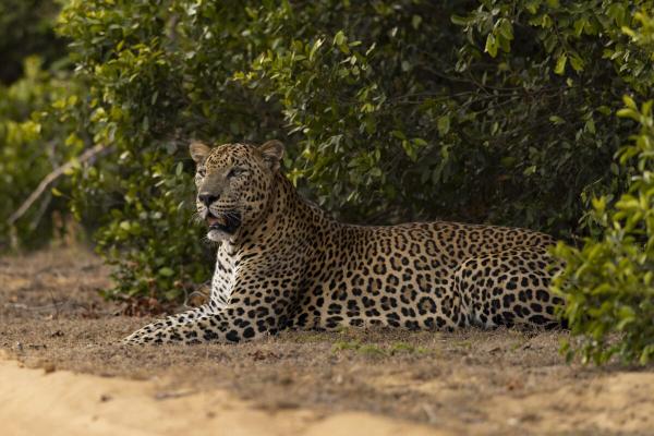 As iconic wild leopard ages in Sri…