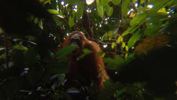 Can a photo save orangutans?