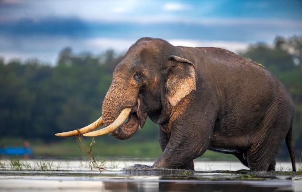 Sri Lanka mourns iconic tusker amid&hellip;