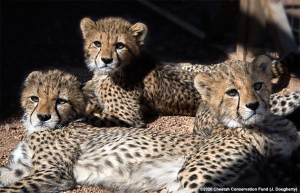Cheetah cubs at Prague Zoo are doing&hellip;