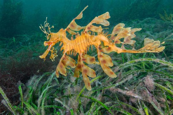 Australia’s seagrass meadows under&hellip;