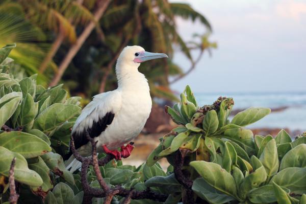 Seabird guano and native trees keep&hellip;