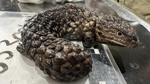 Reptiles, gold and money: How Australia&hellip;