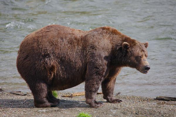 Fat Bear Week opens for Alaska’s heavyweight crown. Can…