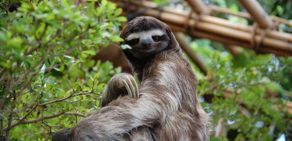52 dead sloths: Inside Sloth World