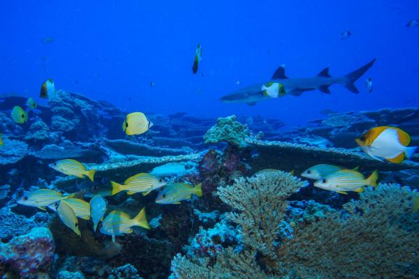 US moves to allow commercial fishing in Pacific marine&hellip;