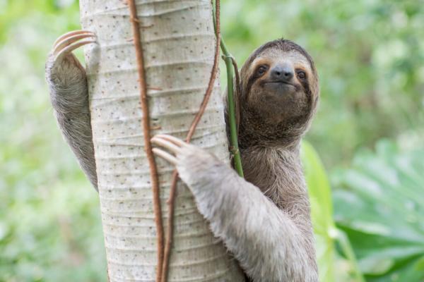 At ‘Sloth World’ in Florida, Wild Sloths Have Died by&hellip;