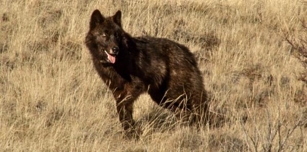 photo of As wolves roam California, livestock losses remain low, yet ranchers’ fears grow image
