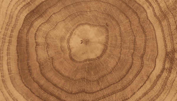 What tree rings reveal about climate&hellip;