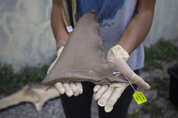 Panama looks to science, fishers, and&hellip;
