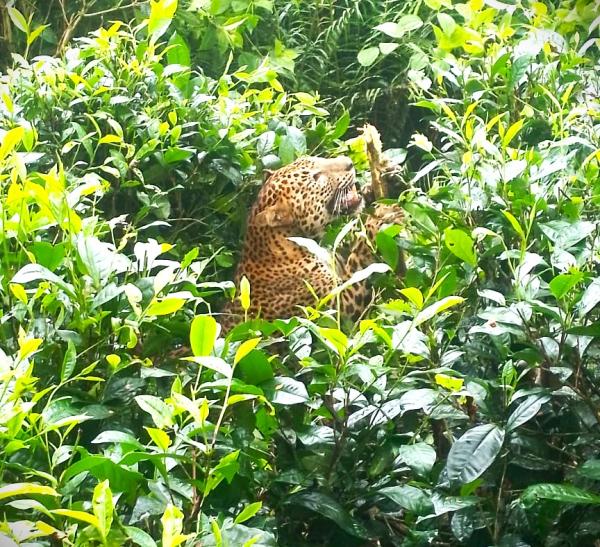 photo of Sri Lanka leopard deaths prevalent in region where humans and big cats overlap image