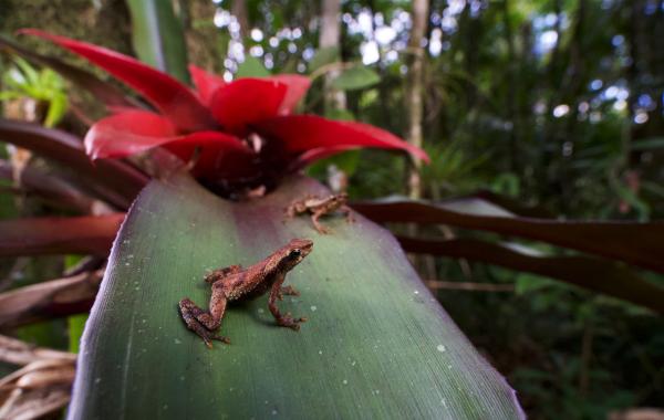 Linking habitats strengthens wildlife&hellip;