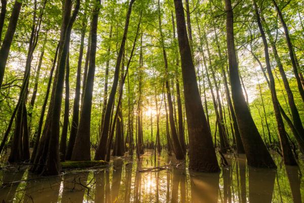  Alabama’s E.O. Wilson Land Between…