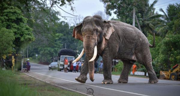 Living with wildlife, bearing the cost