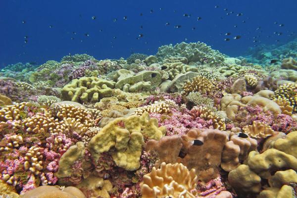 photo of Another way to check the health of a coral reef: Study the microbes in the seawater image