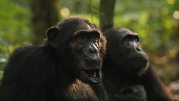 Chimp ‘civil war’ follows rare&hellip;